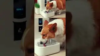 LALAHOME DailyFresh RealFountain   Optimal Water Solution For Your Pet's Health 