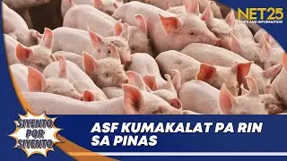 Mga ASF-affected barangay, tumaas pa sa 472 | Siyento Por Siyento