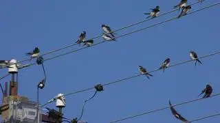 Красивое видео для котов Птицы 4К | Video for Cat Beautiful Nature Birds Ultra HD |