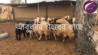 মরুভূমির খামার আরব আমিরাত moruvumir khamar arab emirates