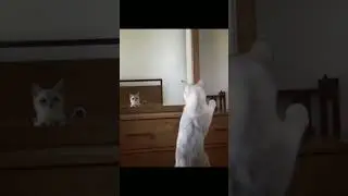 Reaksi Kucing bercermin !!