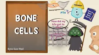 Bone Cells | Bone Physiology | Bone Remodelling | Structure of Bone | Human Histology