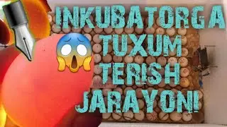 Inkubatorga tuxum terish  Oxirigacha ko'ring.hech qanday yolg'onsiz  Uzbekistonda inkubator yasash