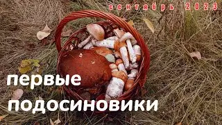 Собираю первые осенние подосиновики