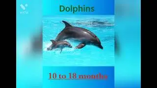 How long the pregnancy of animals lasts (part 1)#animals #life #pregnancy