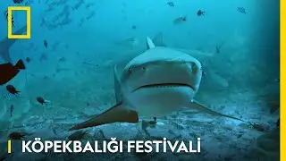 Köpekbalığı Festivali | Temmuz Boyunca WILD'da!