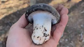 MARZUELOS SORIANOS  (17 / 2 / 2024) 😍 (4K)