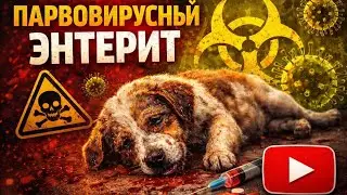 1. ПАВРОВИРУСНЫЙ  ИНТЕРИТ. Признаки. Что делать?