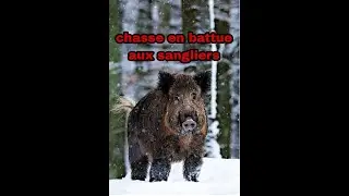 CHASSE EN BATTUE AUX SANGLIERS, nombreux tirs avec la BLASER / wild boar hunting