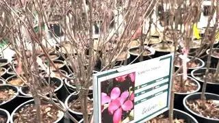 Flowering dogwood tree types to choose from 🌸