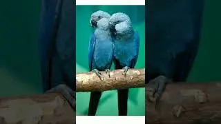 #shorts👍🦜Голубой ара