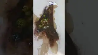 эпоксидка заливка сучка в слеб
