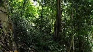 relax jungle sounds