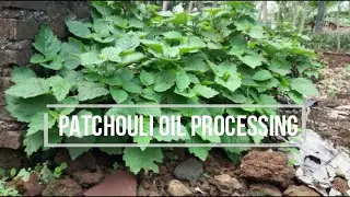Patchouli Oil Processing - Pengolahan Minyak Atsiri Nilam