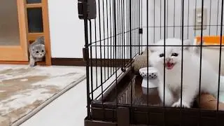 Finally, we meet for the first time! This is the whole story of Lulu and Leo's first meeting!