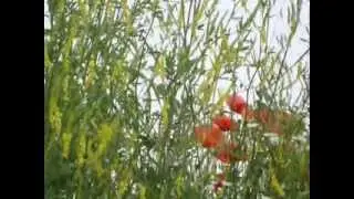 autrice foto e video Delia Smit Bonazzoli -papaveri e fiori di campo