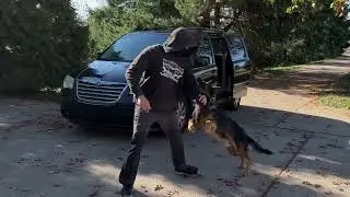 Elite Personal Protection Dog- Protecting Owner everywhere