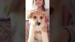 ❗МОЕ ПЕРВОЕ ВИДЕО С ЛИЦОМ И МОЕЙ СОБАКОЙ ТАФФИ❗