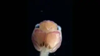 Загадочные существа с глубин океана | #animals #wildlife #природа #океан