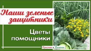 Цветы- защитники. Обязательно посадите их на огороде!