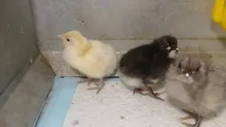 Австролорпы. Пролог.