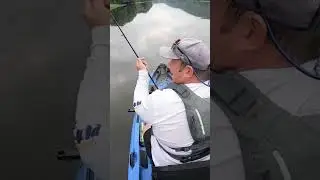 River Bluegill on a Silly Temu Duck Lure! #fishing #bassfishing #fishingvideo