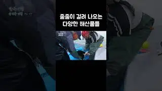 소문대로 다양한 물고기가 줄줄이 걸려 들어오는 섬 #shorts