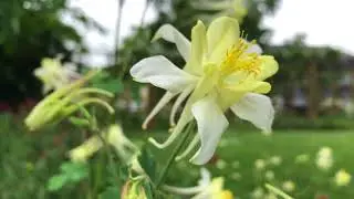 Luther Burbank Home & Gardens (Zhiyun Smooth 4 w/iPhone 8 Test Footage)