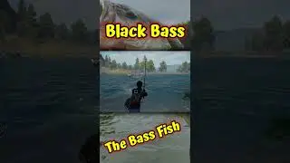 Undawn Black Bass Fish 