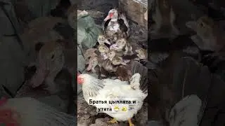 Братья цыплята и утята