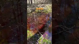 Краски леса 😍🤗