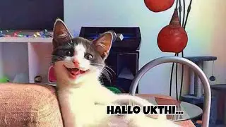 Kucing Lokal #animals
