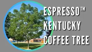 Espresso™ Kentucky Coffee Tree