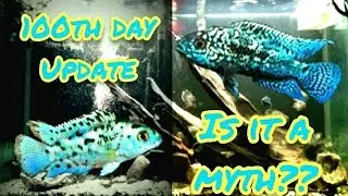 Electric Blue Jack Dempsey Myth part 2  (100th day update)