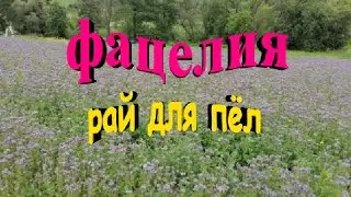 Фацелия самосев  Рай для пчел