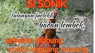 sonix, ayam sampah yg menangan