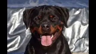 My rottweller