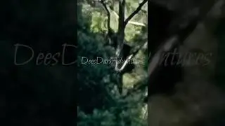 DOGMAN IN CEMETERY