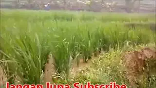 tik-tik bunyi hujan