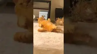 Соня засоня