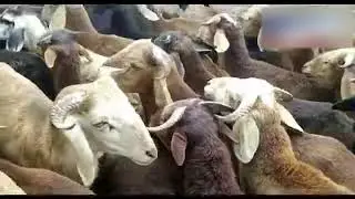 II Online Sheep Booking & Outsourced Qurbani (Sacrifice) II A Different Eid Ul Azha in Hyderabad II