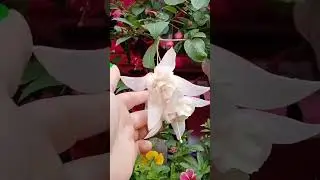 🌺Фуксии.🌺Не перестаю ими восхищаться.😍