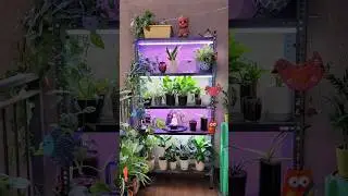 Grow Lights for my Rack 
