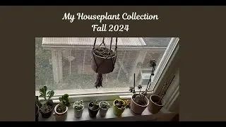 My Houseplants Collection - Fall 2024