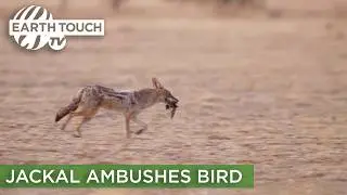 Jackal ambushes bird at busy waterhole