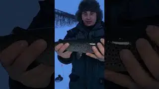 Зачётная зимняя кумжа
