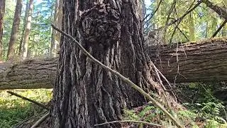 A Short Video of a Magnificent  Sugar Pine Tree I Encountered