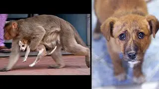 You won't believe what baboons do with stolen puppies