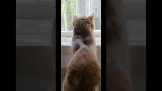 воскресенье это хорошо #кот #рыжий #юмор