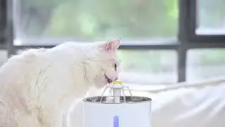 #Short Tempat Minum Hewan Anjing Kucing 2 4L Filter Karbon Pompa Tidak Berisik